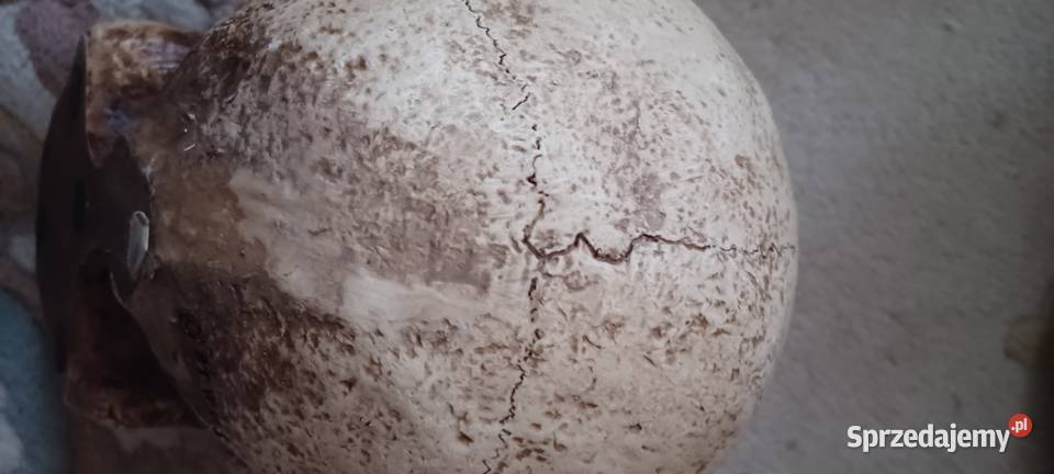 W POZNANIU KUPNO ZABYTEK SYGNATURY ZYWICA Środa Wielkopolska