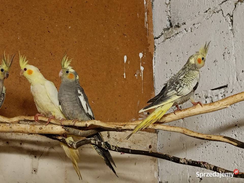 Zamienię papugi nimfy wielkopolskie Śmigiel