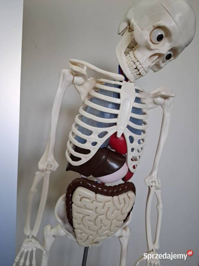 Model edukacyjny szkieletu człowieka kostek Kraków