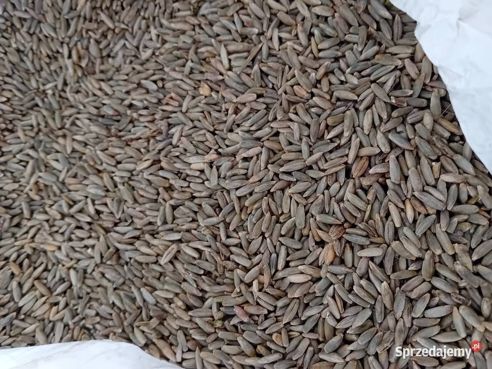 Sprzedam żyto Czchów sprzedam