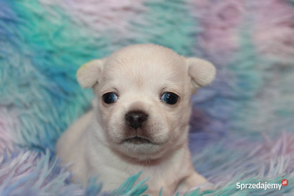 Chihuahua długowłosy chłopiec ZKwP FCI Prawdziwy Świnoujście