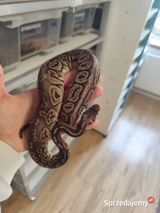 Pytony Królewskie tegoroczne Pruszków