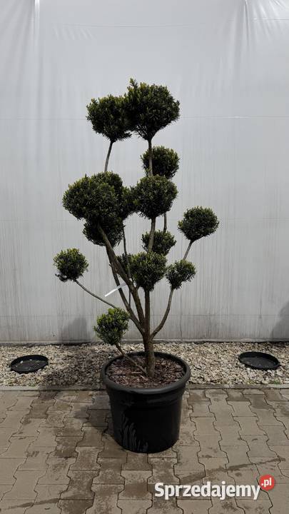 Cis Taxus media Hicksii Bonsai 160 Kobyla Góra