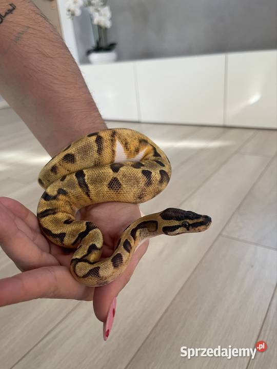 Enchi Piebald Samica Pytona Królewskiego Gady i płazy Warszawa sprzedam