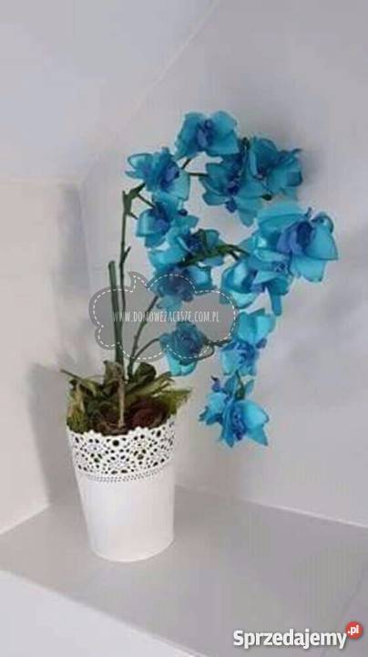 Storczyki ze wstążki śląskie Zabrze