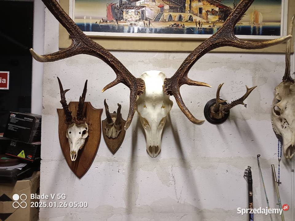 Poroże jelenia z czaszką Wyszków