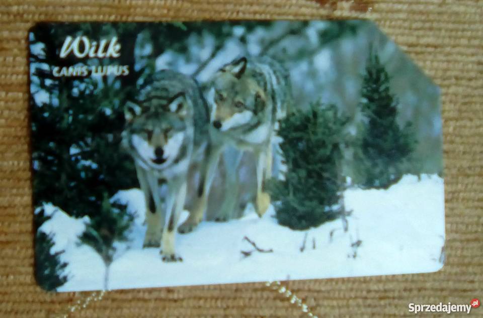 WILK JEDEN Z NAJWIĘKSZYCH W POLSCE DRAPIEŻNIKÓW