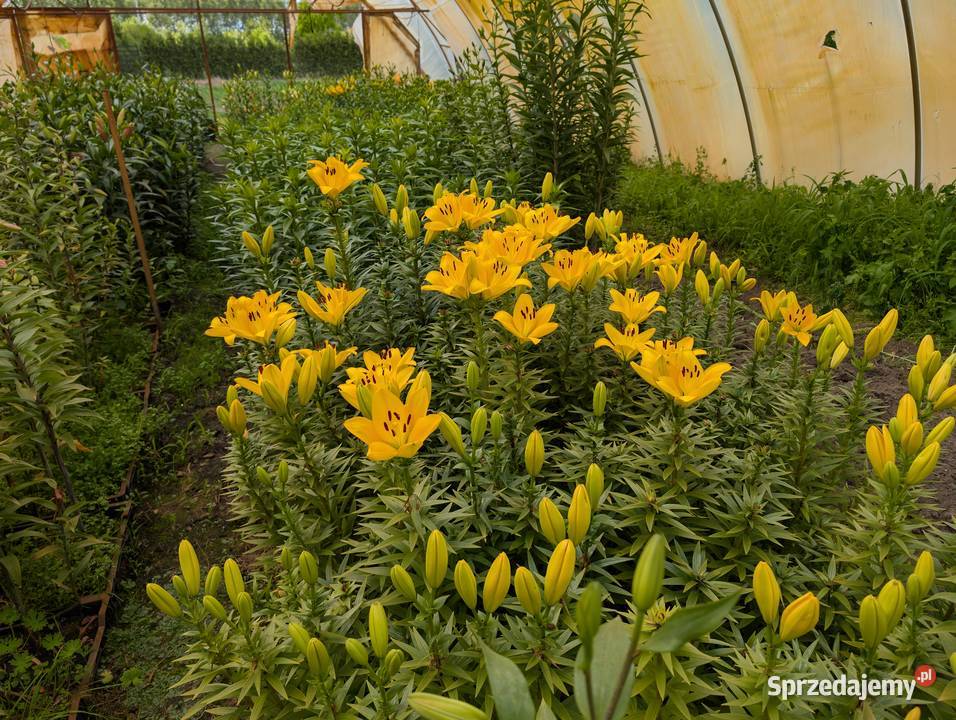 Lilie Cięte kwiaty Radzymin