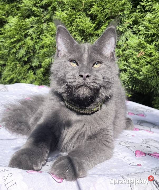 Maine Coon wielka i piękna Rumba Wińsko sprzedam