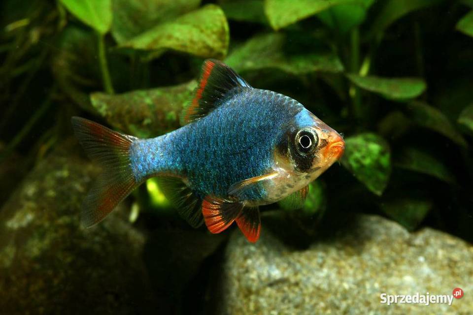 Brzanka sumatrzańska zielona Brzanka mszysta sprzedam