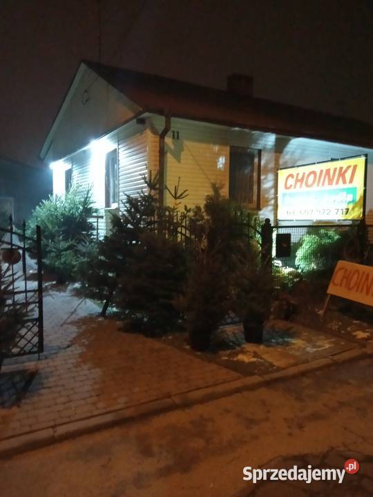 Choinki Świąteczne Bełżyce