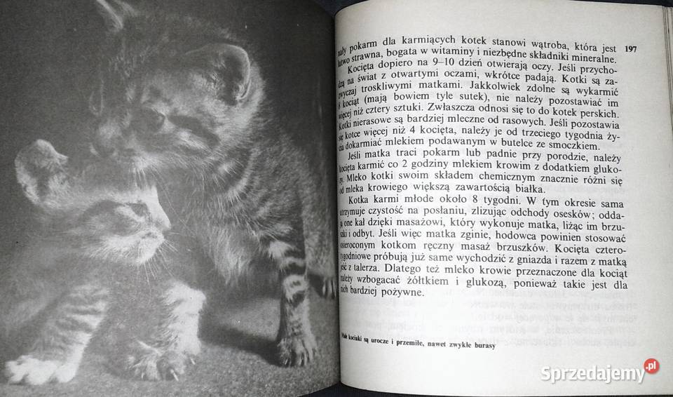 Koty Aleksandra KonarskaSzubska miękka lubelskie