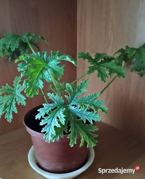 Geranium anginka roślina leczniczaKwiat domowy Łódź