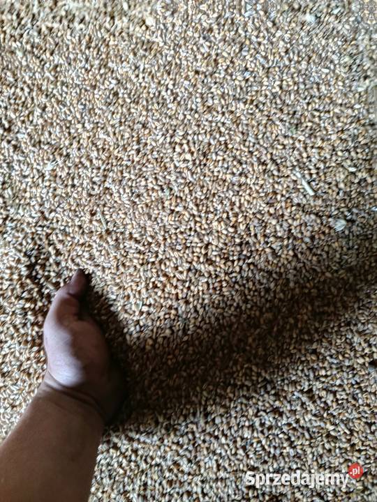 Pszenica pszenżyto sprzedam Nasielsk