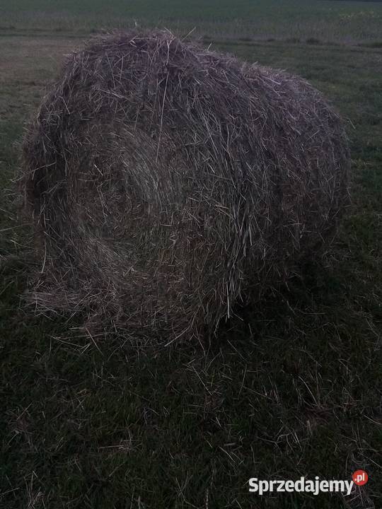 Siano w belach Trawy, słoma Ostrów Wielkopolski