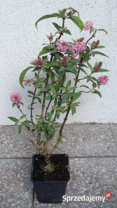 BUDLEJA BUTTERFLY CANDY LITTLE PINK sadzonki w Liściaste Ustronie