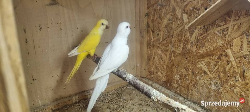 Mnichy nizinne lutino albino Jaworzno sprzedam