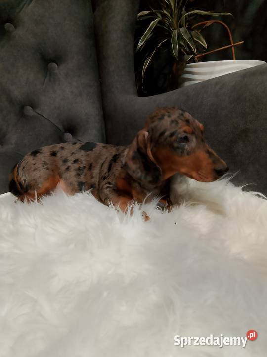 Jamnik merle piesek Żyrardów sprzedam