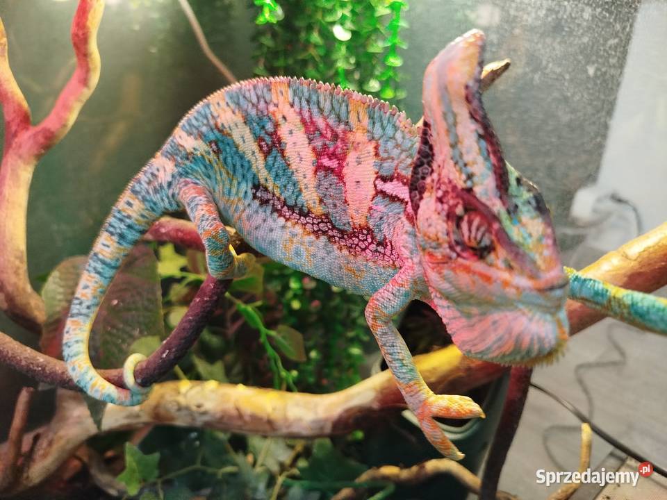 Kameleon Jemeński z terarium śląskie Boguchwałowice sprzedam