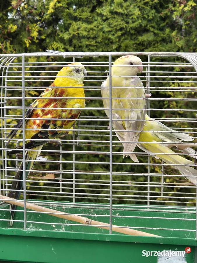 ŚWIERGOTKI SELEDYNOWE