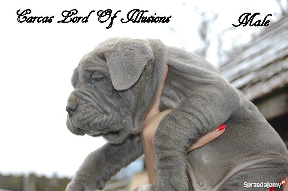 Mastino Napoletano Mastif neapoletanski dolnośląskie Raczkowa