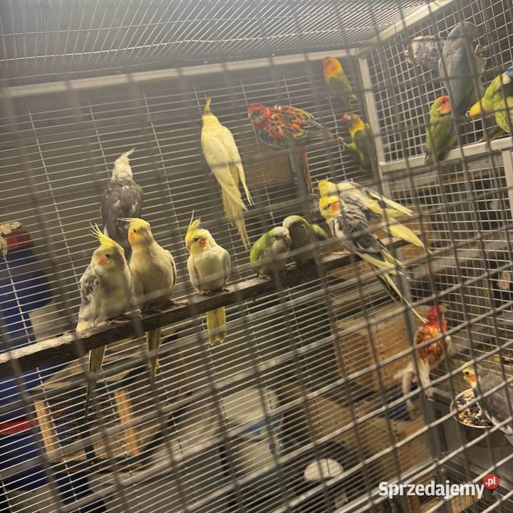 Nimfy wielkopolskie Pawłowice sprzedam