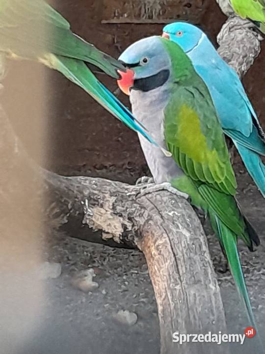 Aleksandretta chińska Barkowo