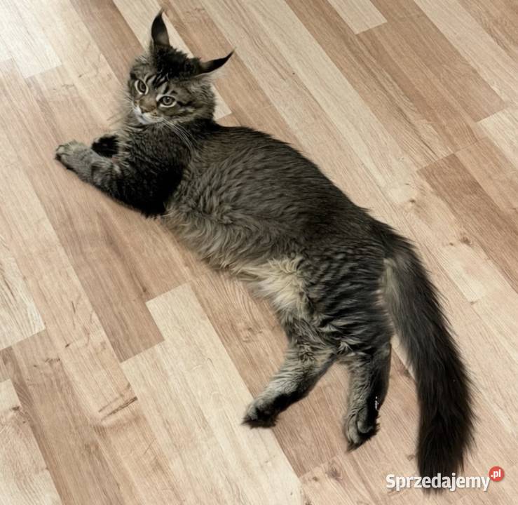 Maine Coon kocurek 4 miesiące kastrat Góra Kalwaria