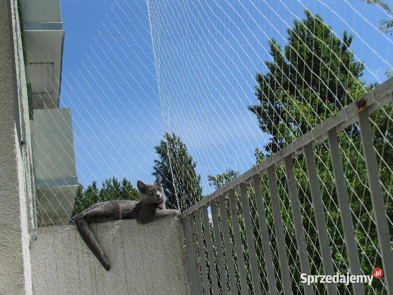 Siatka Kota na Balkon Drzwi i Okna montaż Łódź Pozostałe