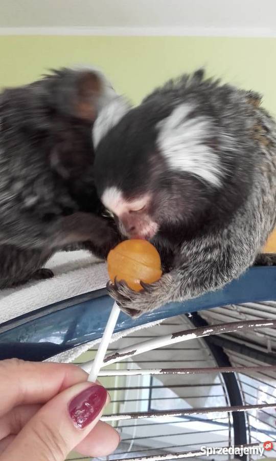 Małpka marmozeta dolnośląskie Wrocław sprzedam