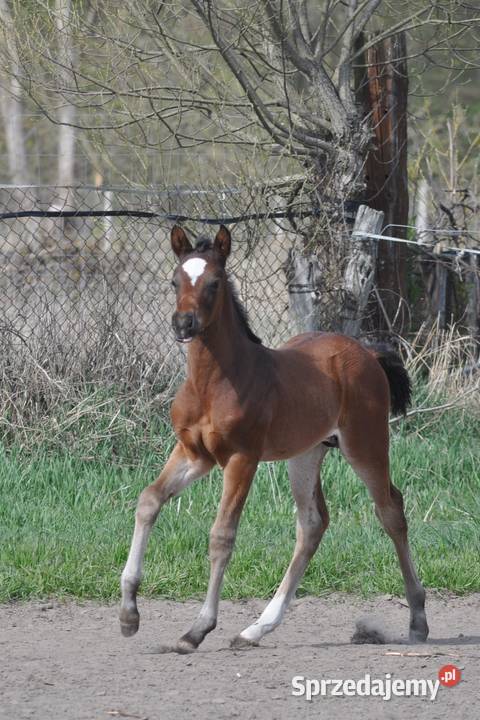 JATAGAN źrebak małopolski Konie Mogielnica sprzedam