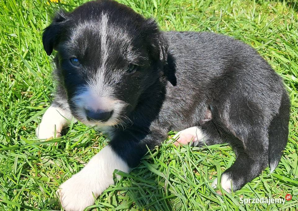 Border Collie piesek BATMAN z hodowli NEGRESSE Porąbka Uszewska