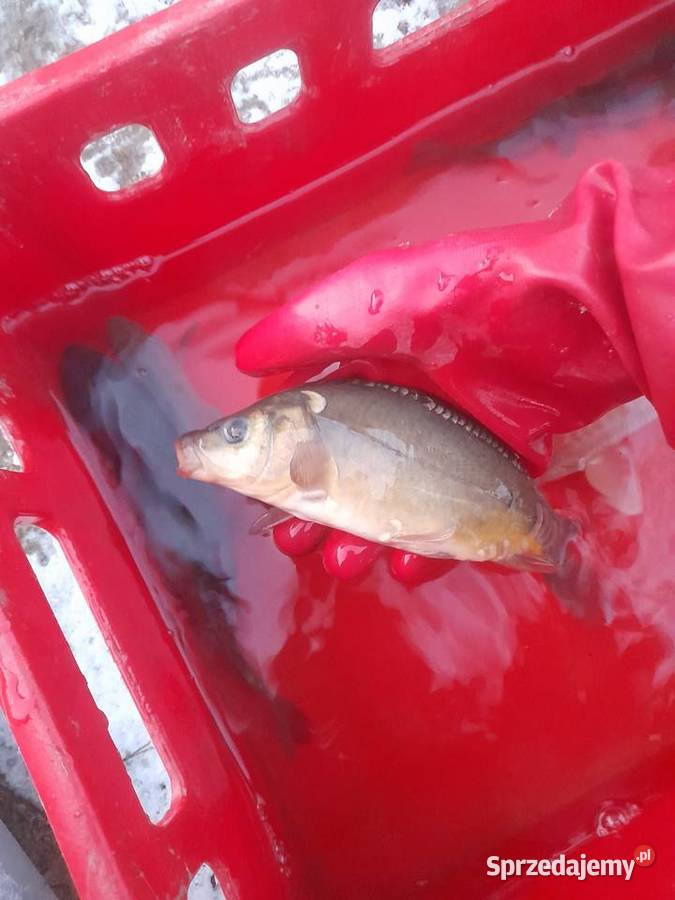 RYBY NARYBEK KARPIA LINA JESIOTRA Słupca sprzedam