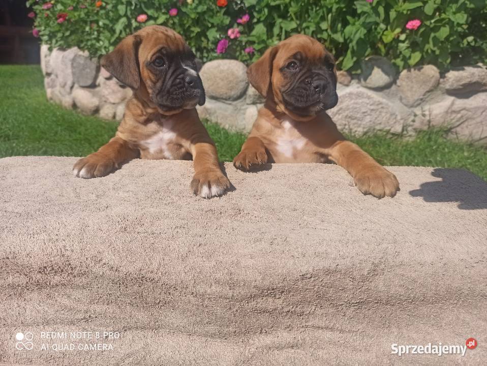 Sprzedam szczeniaki rasa boxer Ciechanowiec