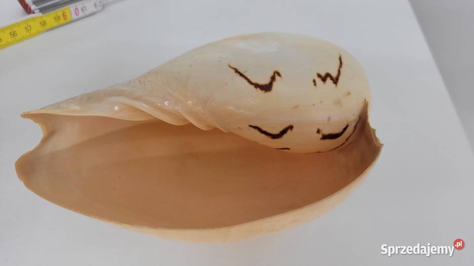 Duża muszla Ciechanowiec sprzedam