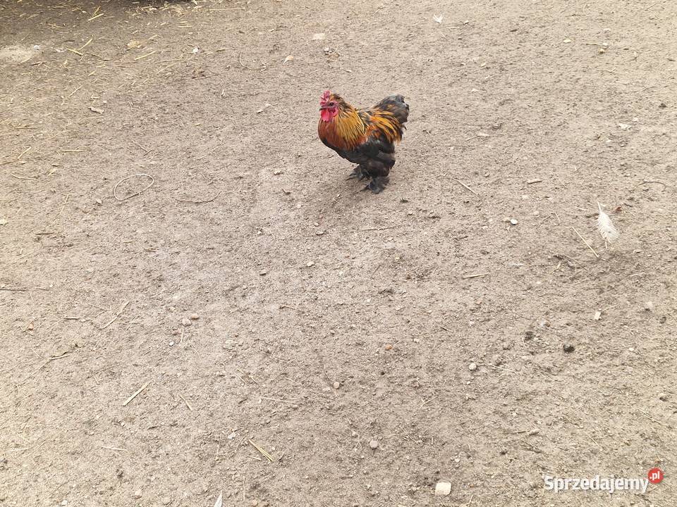 Sprzedam kogutki kochin Markosice sprzedam