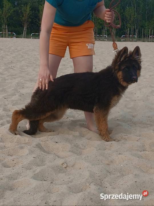 Sprzedam szczeniaka rasy owczarek niemiecki Konin sprzedam