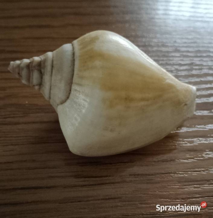 Muszle morskie kpl 19 sztuk Nakło nad Notecią