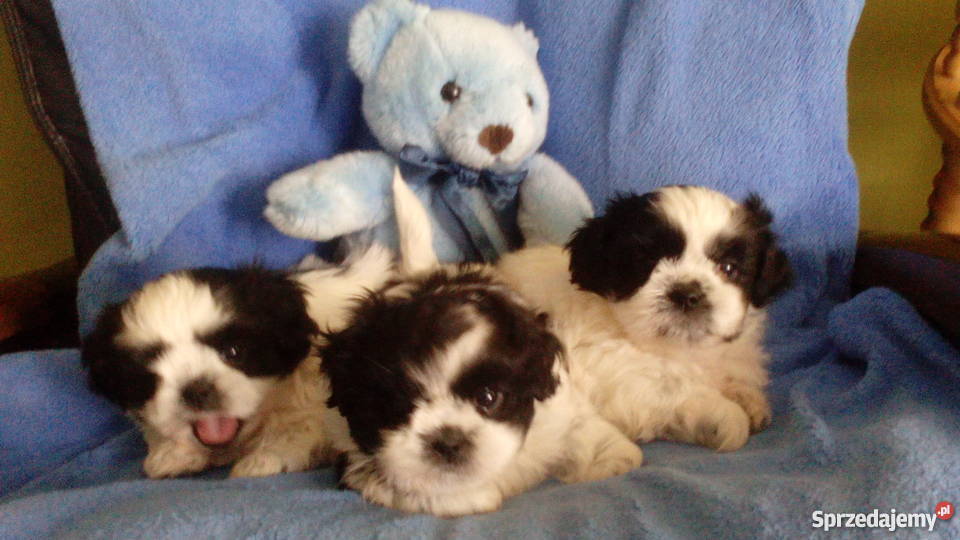 shihtzu DO 4 Psy Świecie