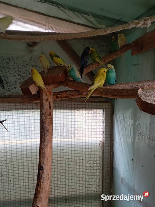 Papugi faliste Kłodzko