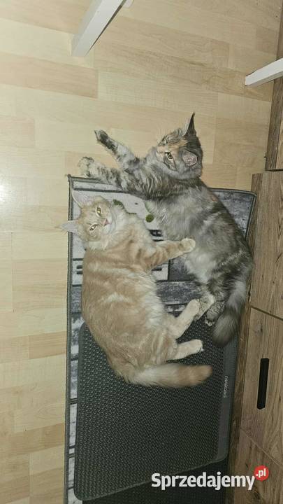 zapowiedź miotu Maine Coon Starogard Gdański sprzedam