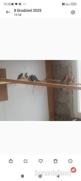 Papugi świergoty i inne