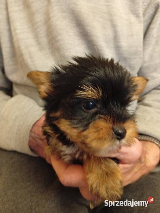Yorkshire terrier szczenięta