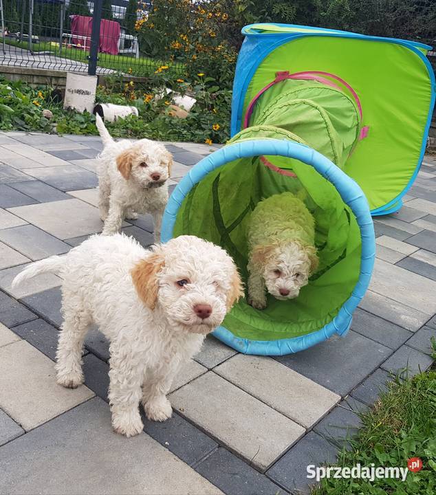 Szczenięta rasy lagotto romagnolo pieski zkwp