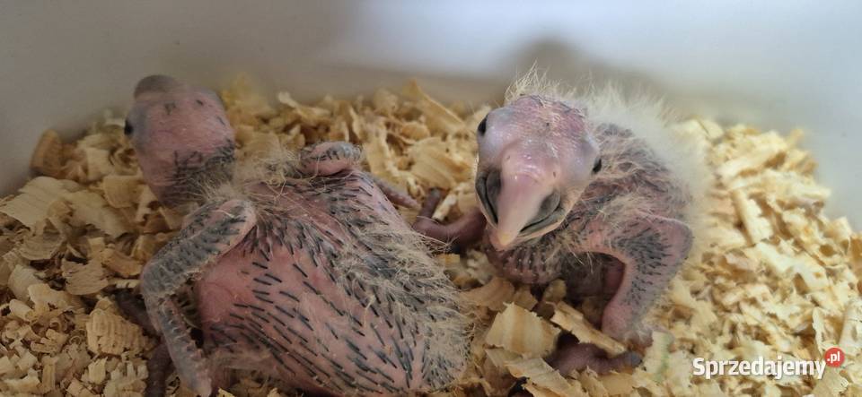 Pisklaki ary marakany do rk Grodzisk Wielkopolski sprzedam