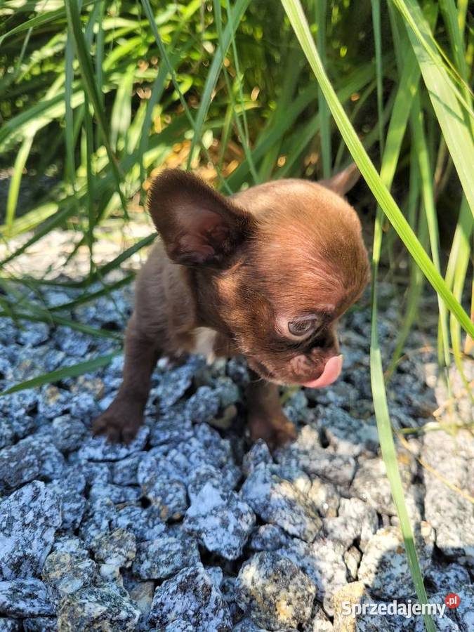 Chihuahua chłopczyk opolskie Lewin Brzeski
