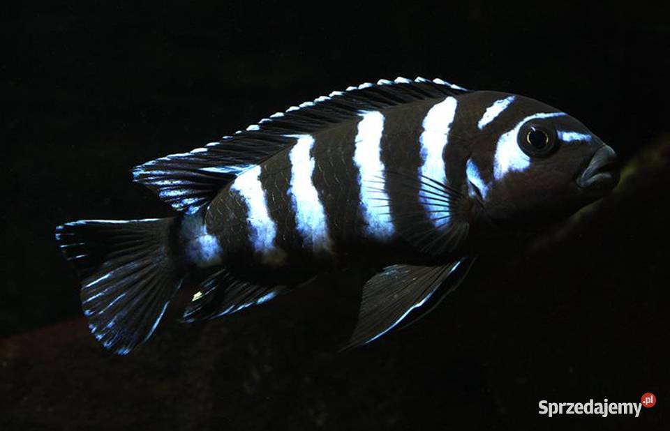 Chindongo demasoni Malawik pasiasty SZEROKA Gdańsk