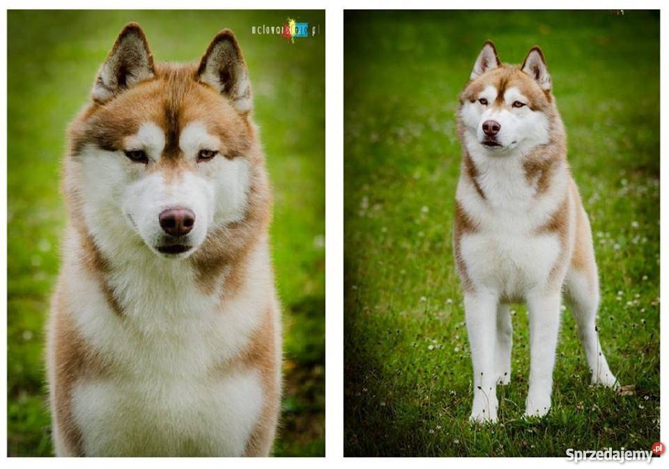 Siberian husky rodowodowe szczenięta zapowiedź Inowrocław