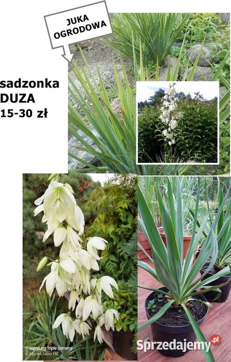 OLIWNIK krzew ozdobny szarosrebrne liście Koszalin