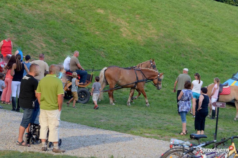 parę zaprzęgową koniekoń konie konia
